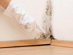 Why You Should Choose Our Mold Remediation Services in Waltham, MA